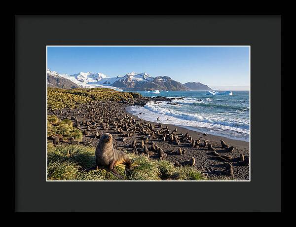 Antarctic Fur Seals At South Georgia