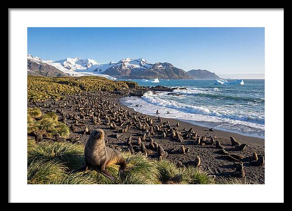 Antarctic Fur Seals At South Georgia
