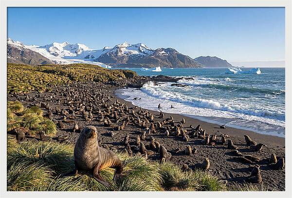 Antarctic Fur Seals At South Georgia