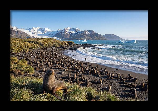 Antarctic Fur Seals At South Georgia