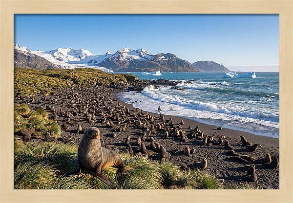 Antarctic Fur Seals At South Georgia