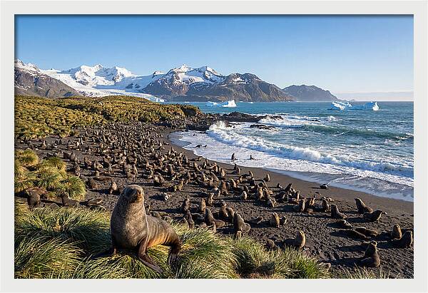Antarctic Fur Seals At South Georgia