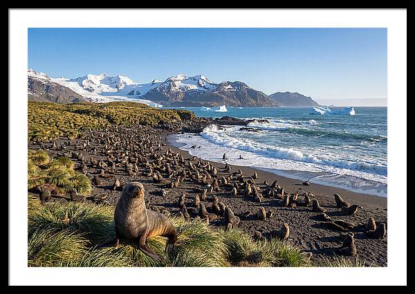 Antarctic Fur Seals At South Georgia