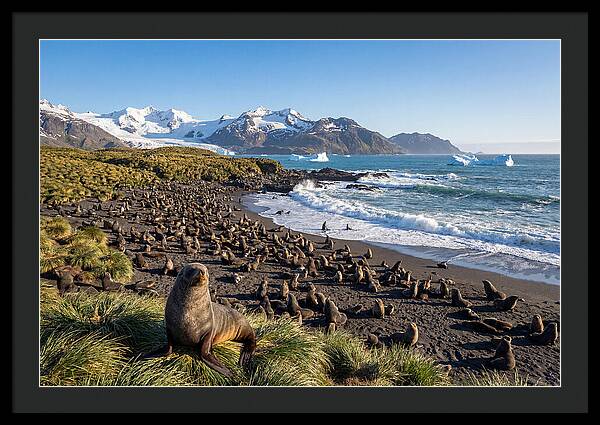 Antarctic Fur Seals At South Georgia