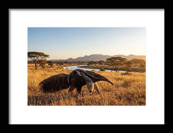 Anteater Family In Harmony