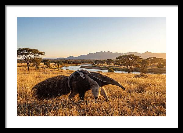 Anteater Family In Harmony