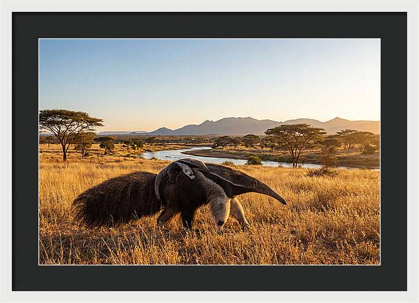 Anteater Family In Harmony