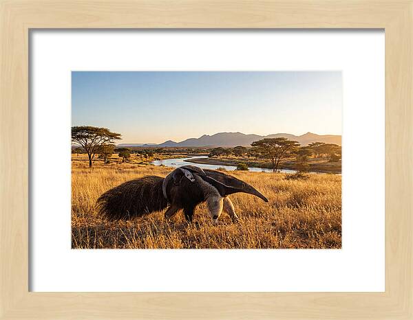 Anteater Family In Harmony