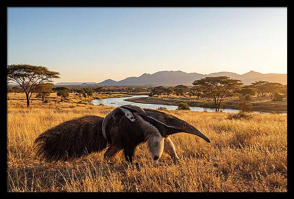 Anteater Family In Harmony