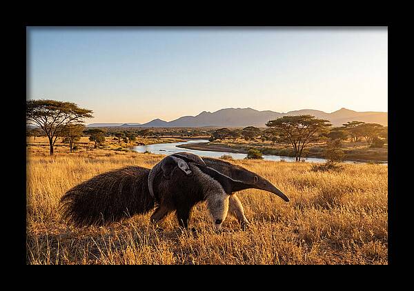 Anteater Family In Harmony