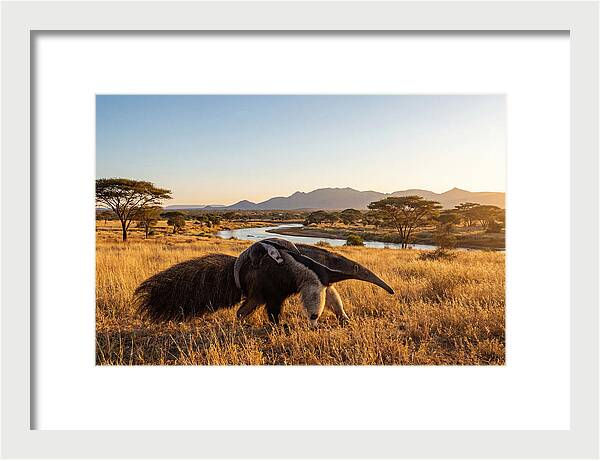 Anteater Family In Harmony