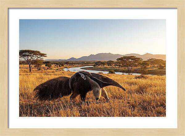 Anteater Family In Harmony