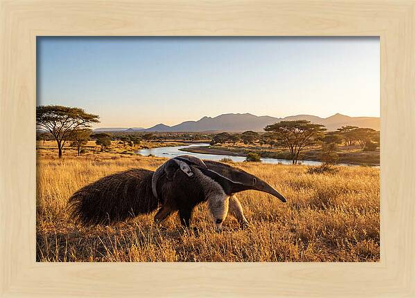 Anteater Family In Harmony