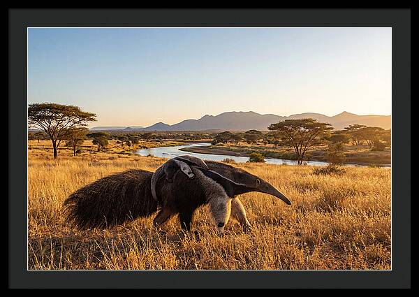 Anteater Family In Harmony