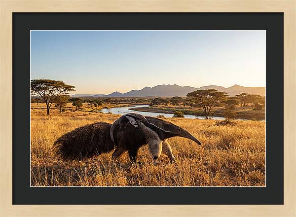 Anteater Family In Harmony