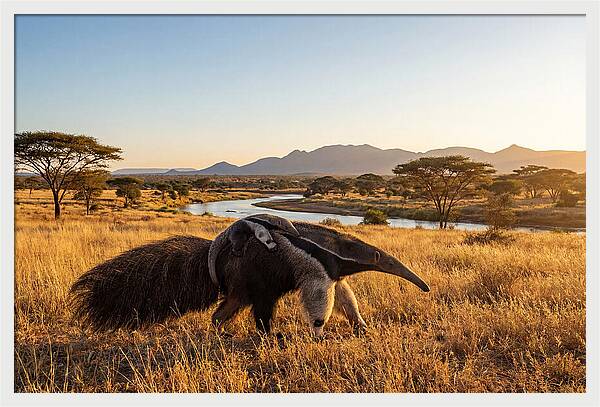 Anteater Family In Harmony
