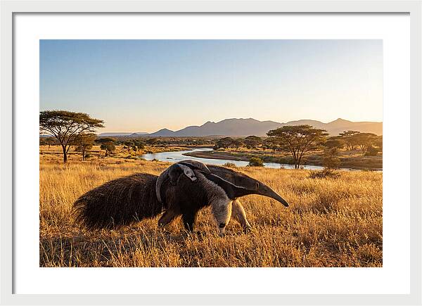 Anteater Family In Harmony