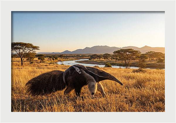 Anteater Family In Harmony