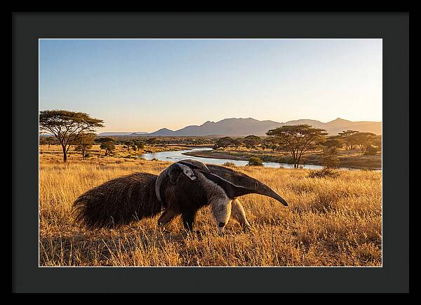 Anteater Family In Harmony