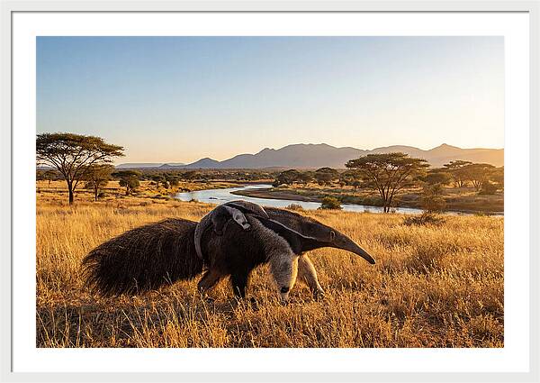 Anteater Family In Harmony