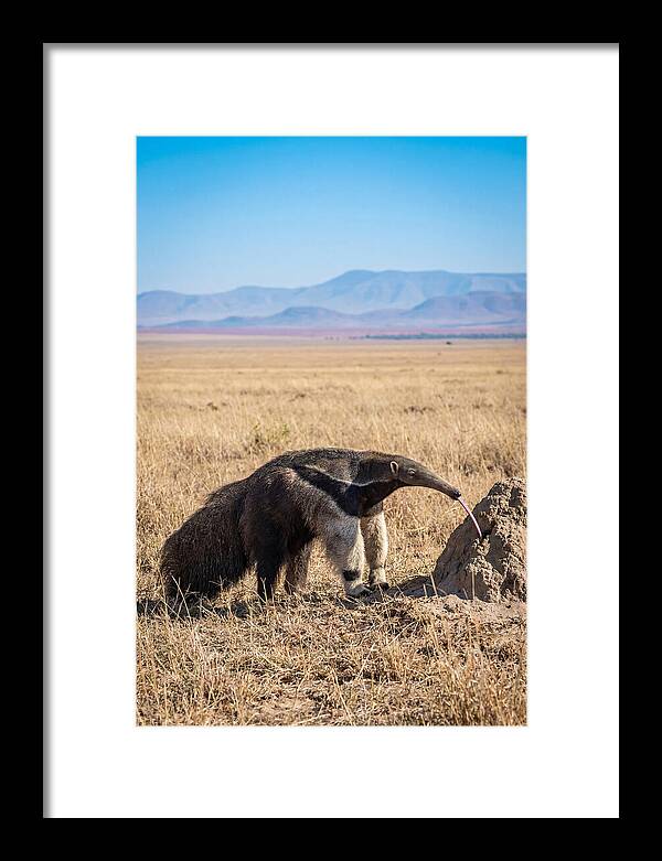 Anteater With Long Tongue