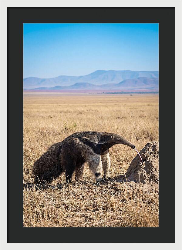 Anteater With Long Tongue