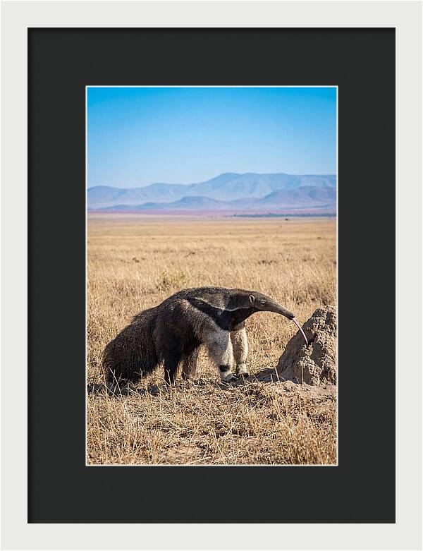 Anteater With Long Tongue