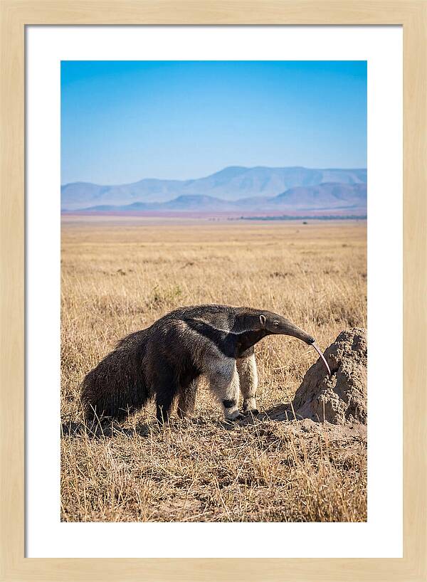 Anteater With Long Tongue