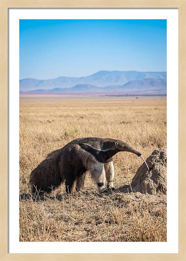 Anteater With Long Tongue