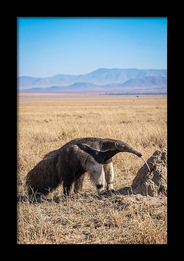 Anteater With Long Tongue