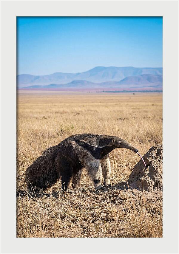 Anteater With Long Tongue
