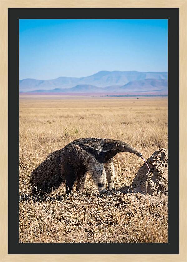 Anteater With Long Tongue