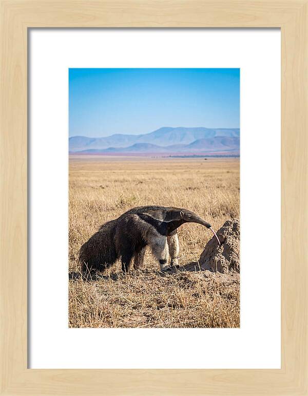 Anteater With Long Tongue
