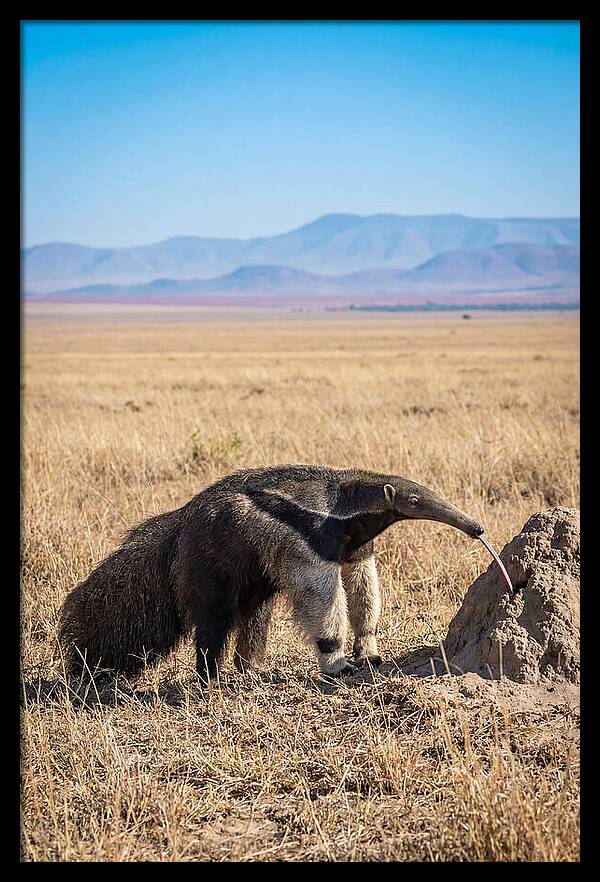 Anteater With Long Tongue