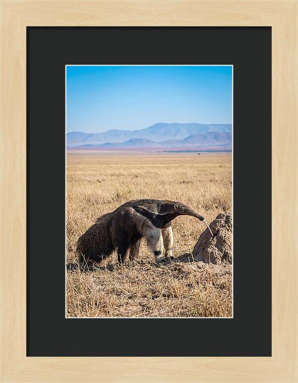 Anteater With Long Tongue