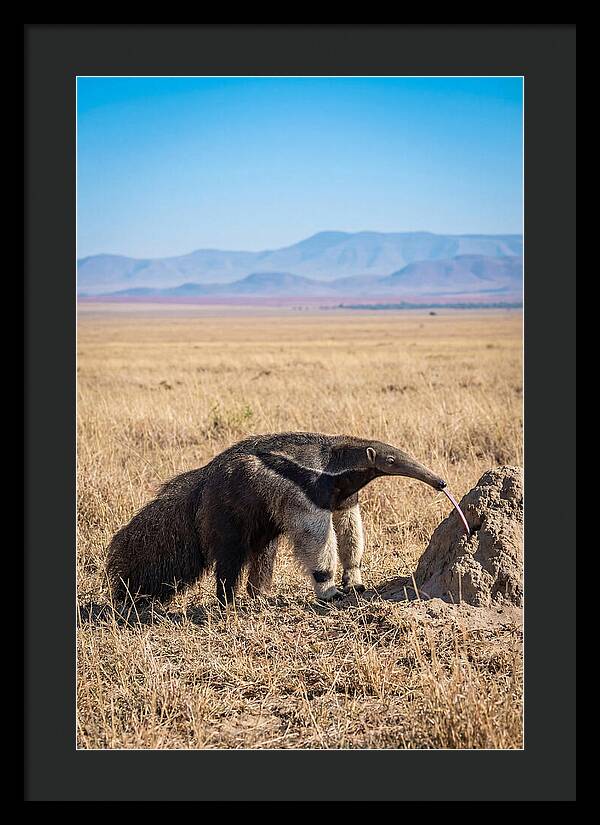 Anteater With Long Tongue
