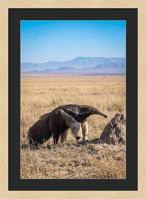 Anteater With Long Tongue