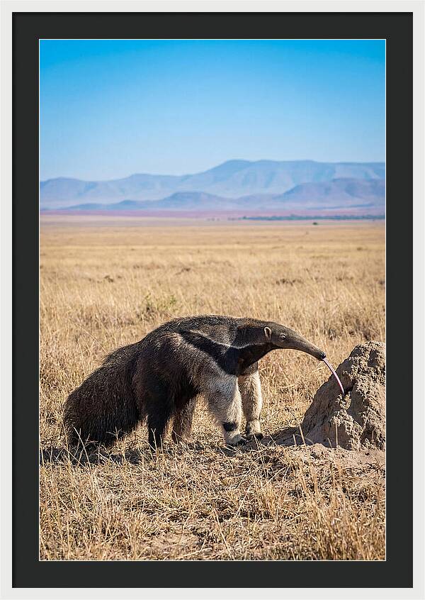 Anteater With Long Tongue