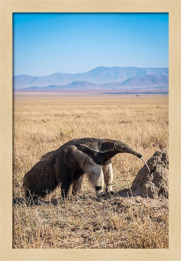 Anteater With Long Tongue