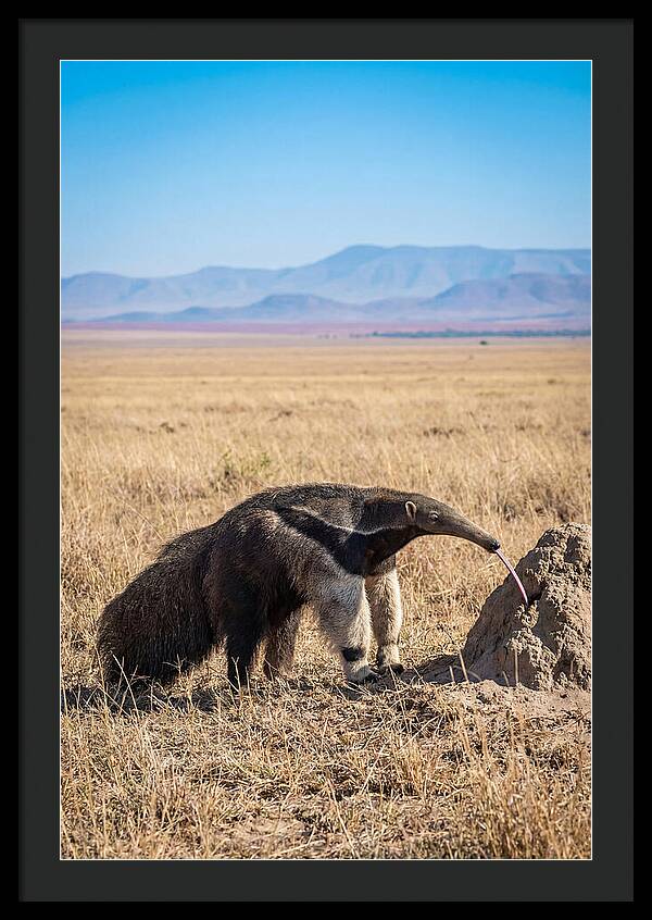 Anteater With Long Tongue