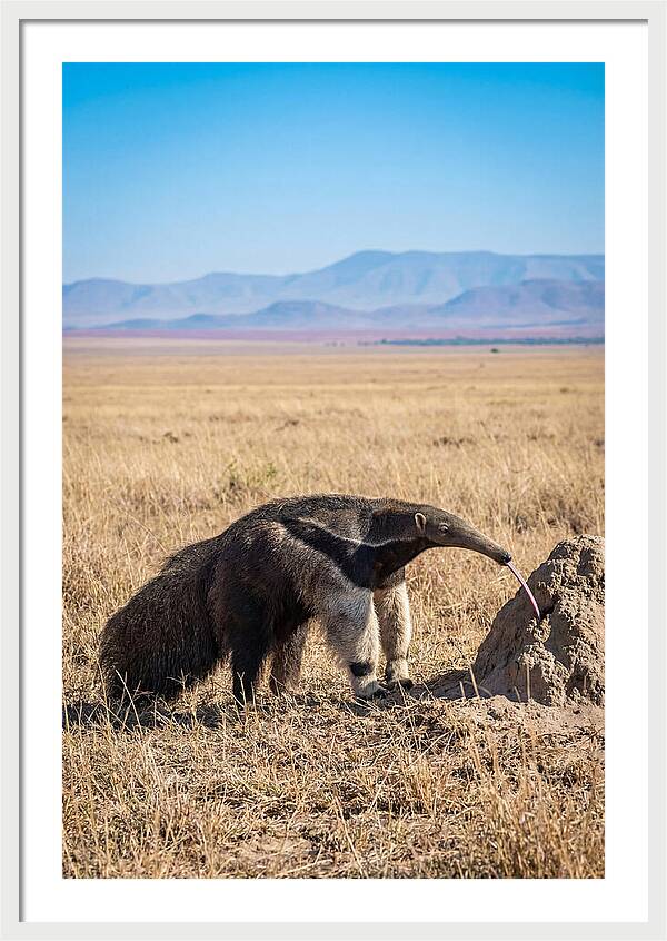 Anteater With Long Tongue