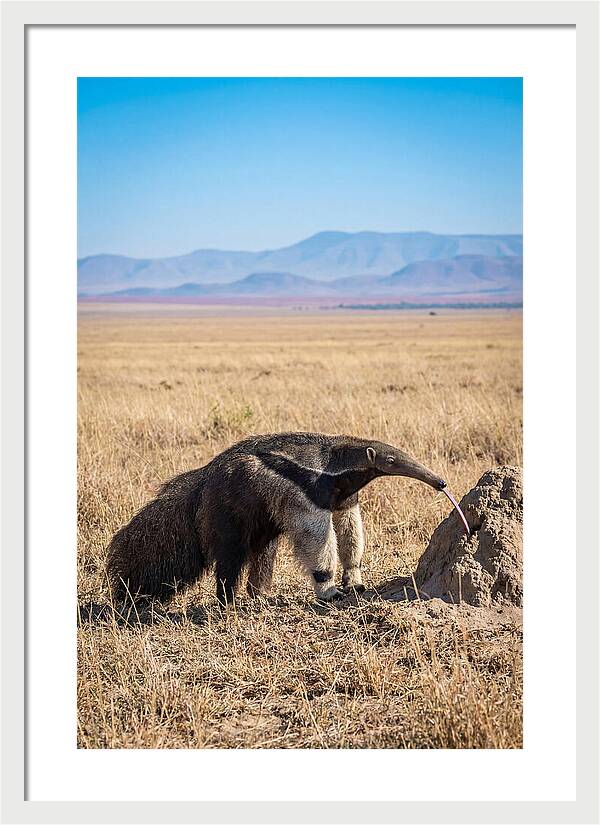 Anteater With Long Tongue