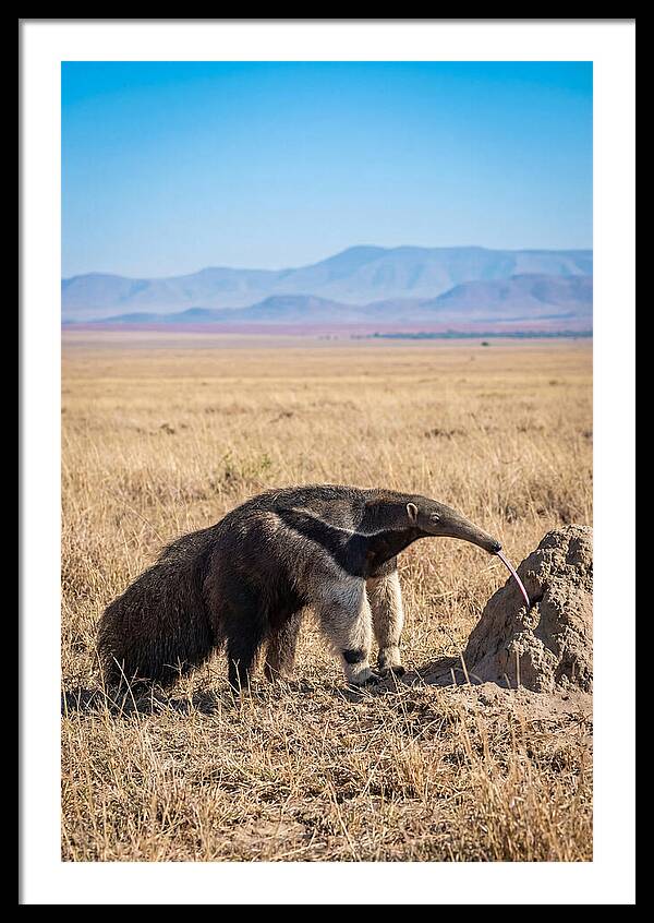 Anteater With Long Tongue