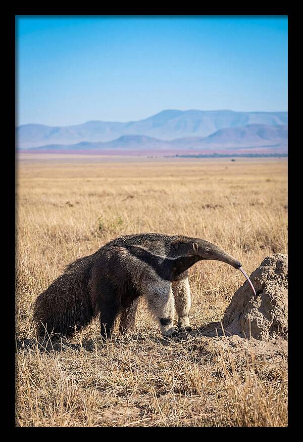 Anteater With Long Tongue