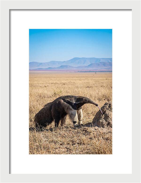 Anteater With Long Tongue