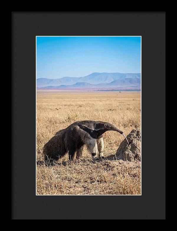 Anteater With Long Tongue
