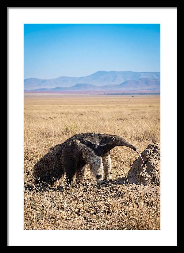 Anteater With Long Tongue