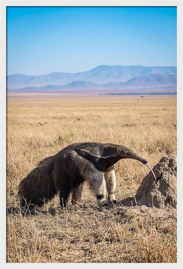 Anteater With Long Tongue