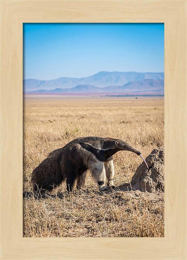 Anteater With Long Tongue