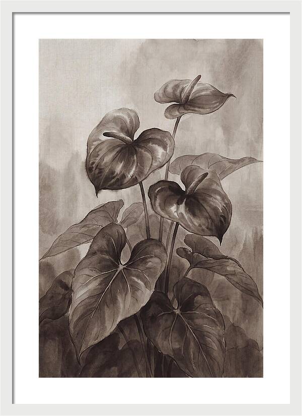 Anthurium Elegance